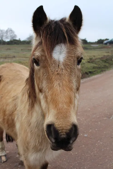 UN Security Council authorizes temporary international force for Gaza