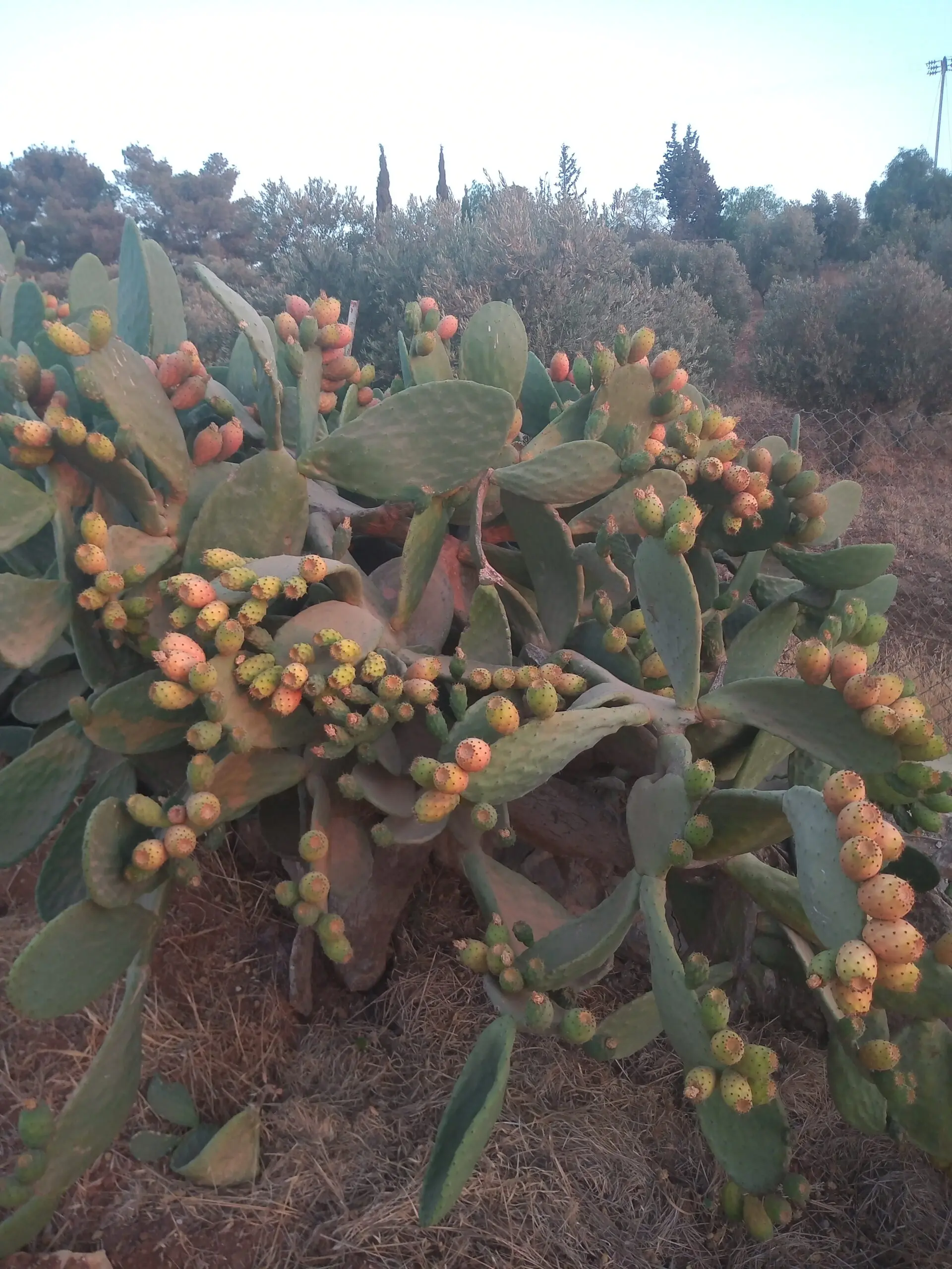 The Wisdom of Solomon’s Teaching on Divine Wisdom or Spirit Compared to Apostolic (Part 4)