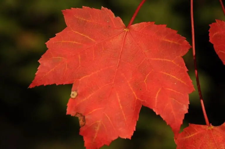 At the edge of war: the Central African Republic’s difficult border with Sudan