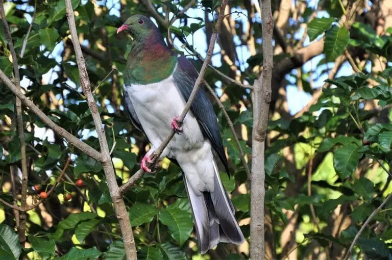 UN envoy highlights ‘window to advance peace’ in Colombia