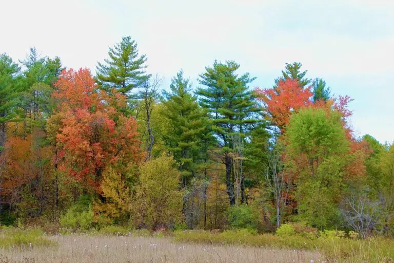 Chad: Africa’s refugee shelter faces its own challenges