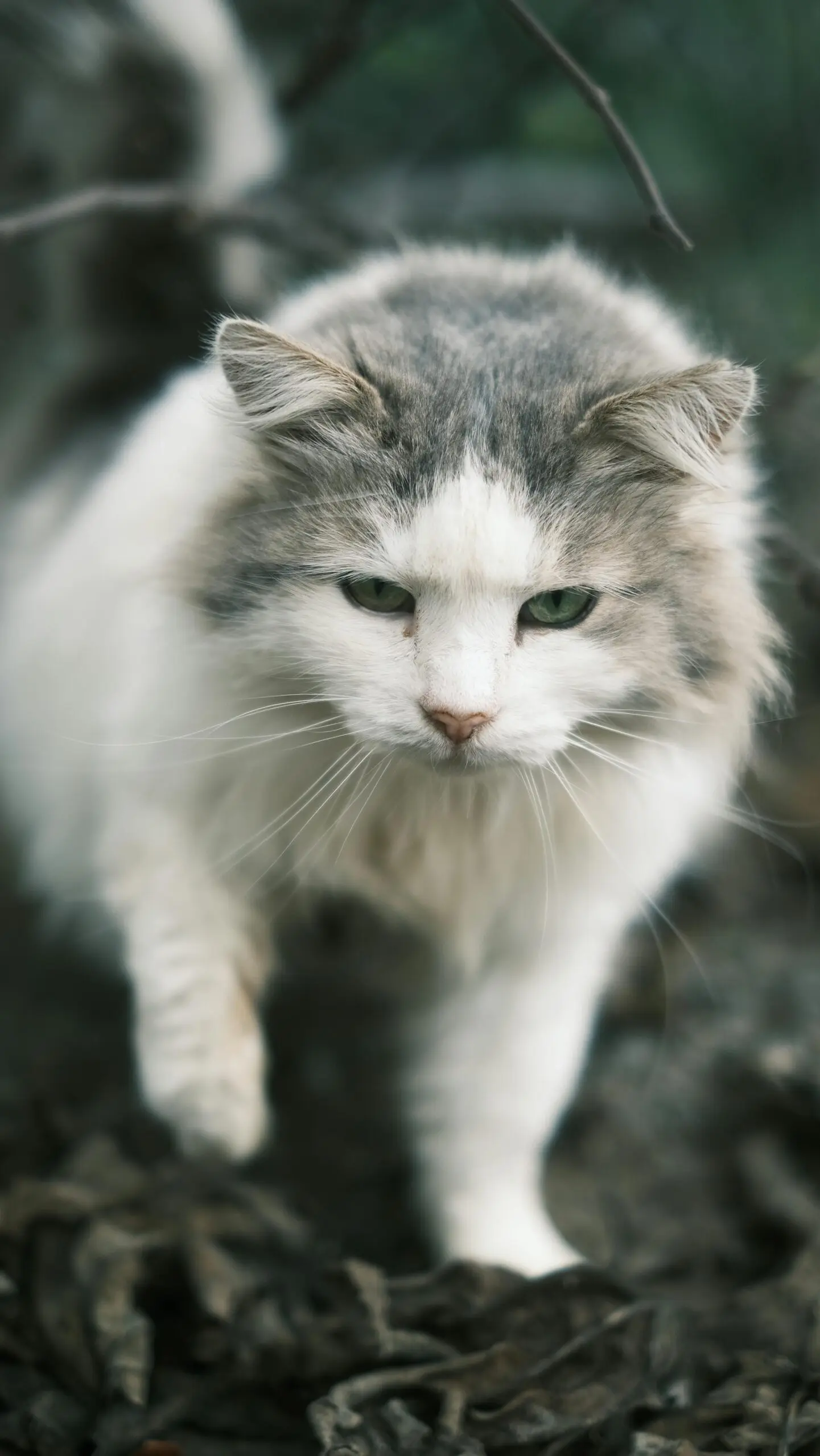 5 Cat Breeds That Love Winter