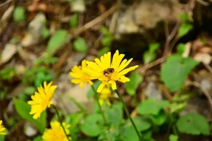 The environment-economy link – a historical perspective