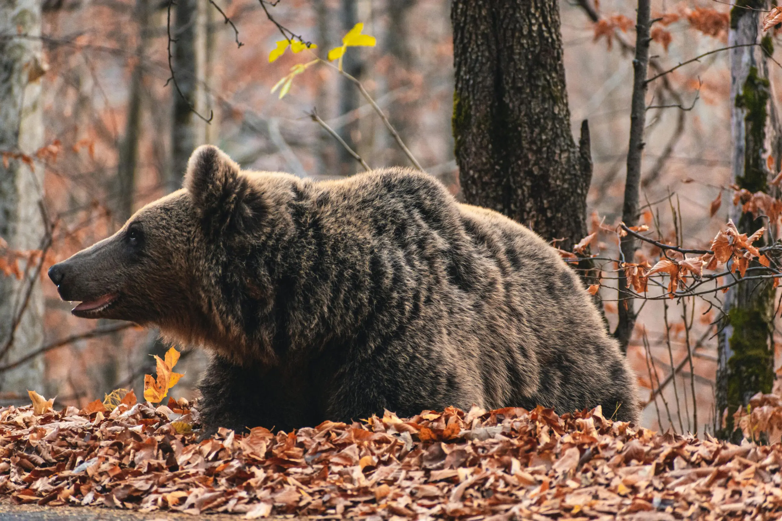 Thousands of kilometers of electric fences to be installed in Romania due to bear problem
