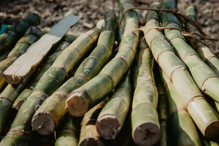 Sugarcane Juice Market Revenue to Cross USD 233.61 Mn by 2028: The Insight Partners