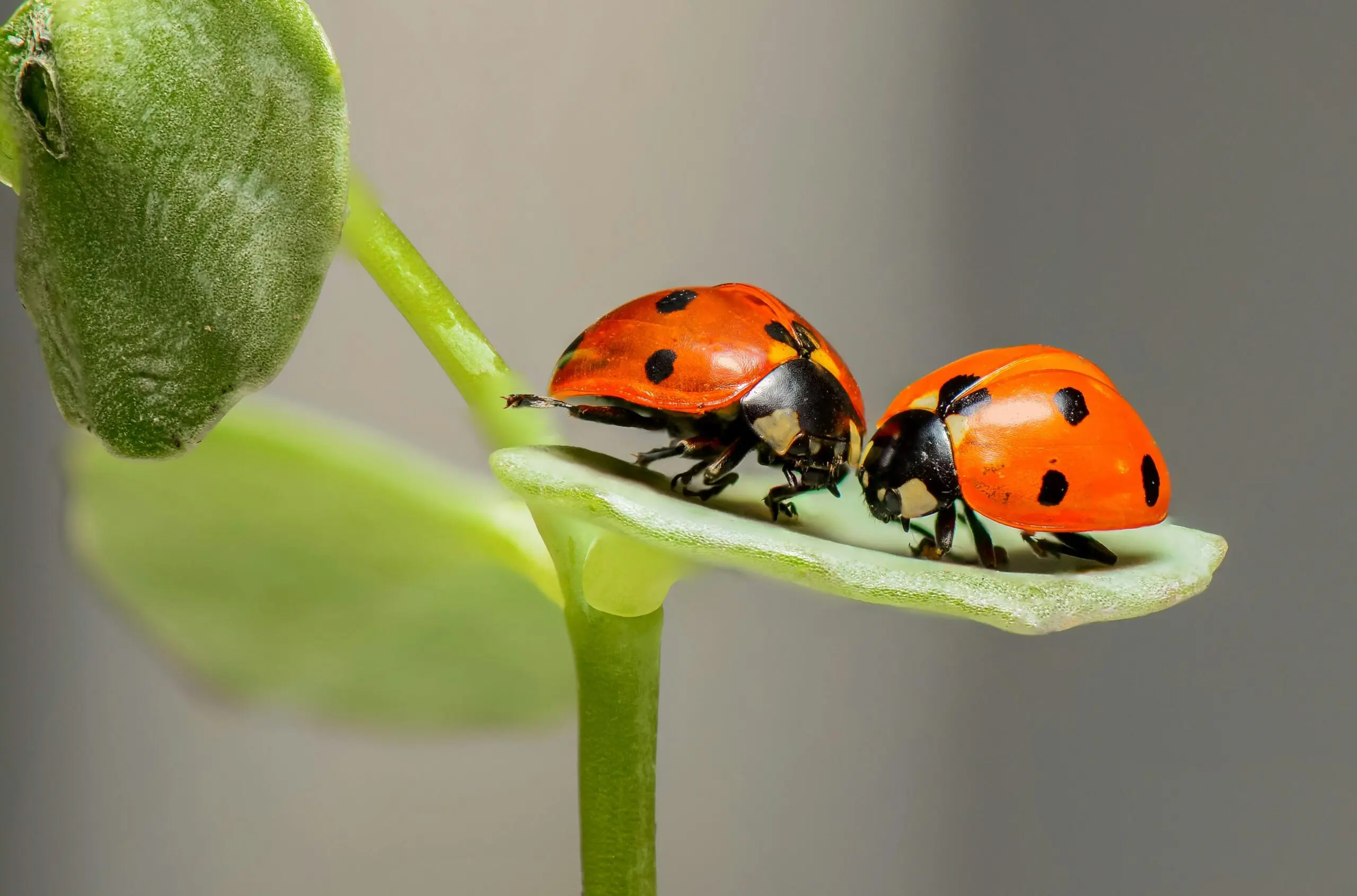 10 Interesting Facts About Ladybugs