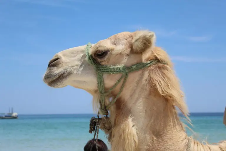 20 camels thrown out of beauty pageant over botox