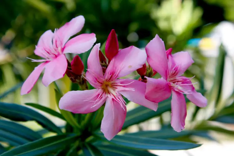 Beautiful but deadly: Greece removes iconic shrub from schools and gardens