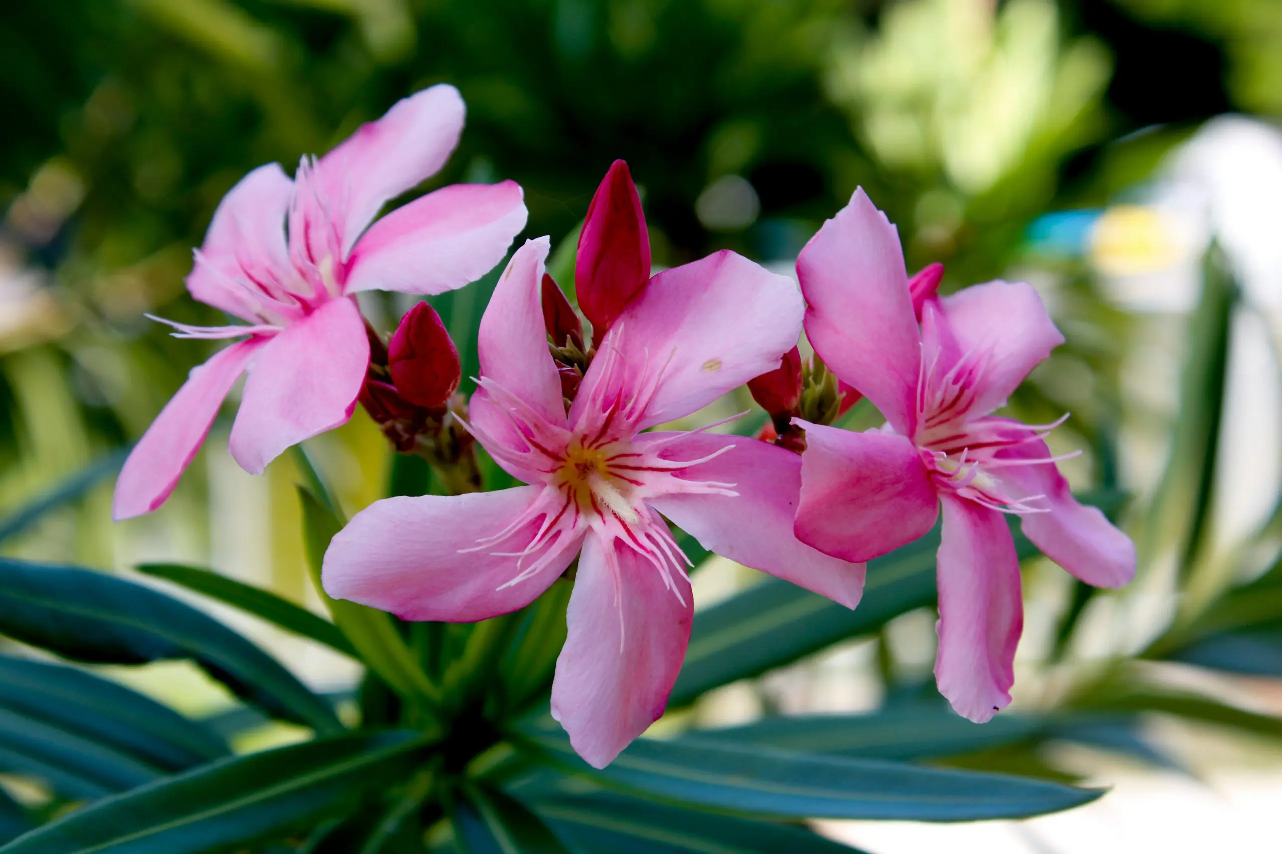 Beautiful but deadly: Greece removes iconic shrub from schools and gardens