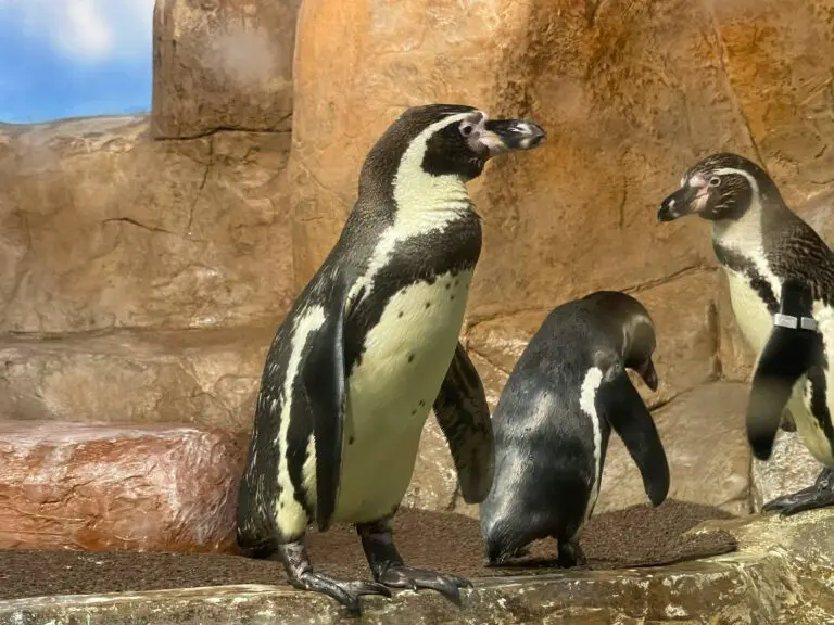 Laziness ages: Penguins prove it