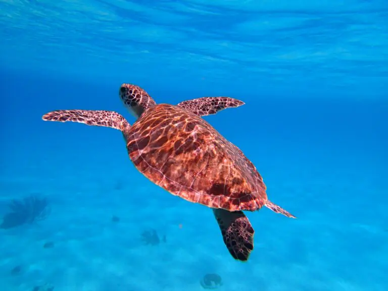 Prison for turtles in Cyprus