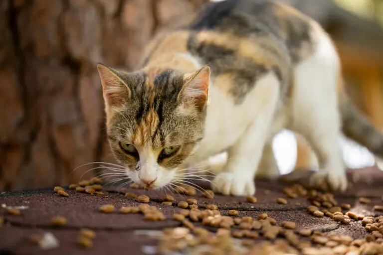 What food should I feed my cat