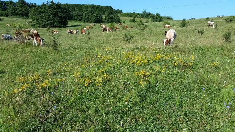 Extensive grazing: essential for one in three of Europe’s protected habitats | Press releases