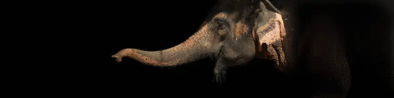 Elephant trunk inspires the universal robot gripper