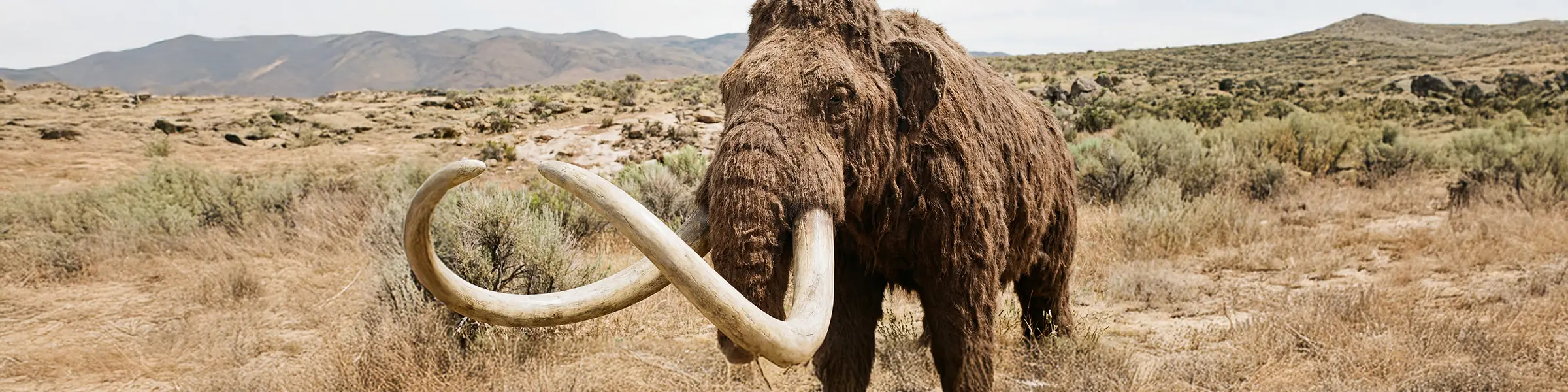 Mammoth bones reveal secrets of Ice Age hunters