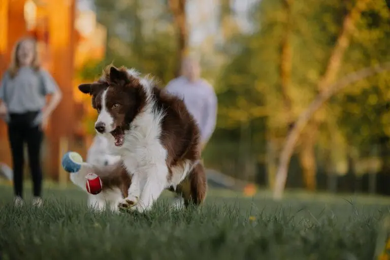 11 Ways to Enrich Your Dog’s Life with Games and New Activities