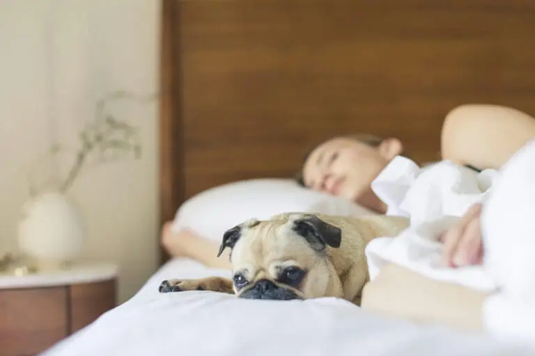 8 Reasons Why Your Dog Sneaks Into Your Bed at Night