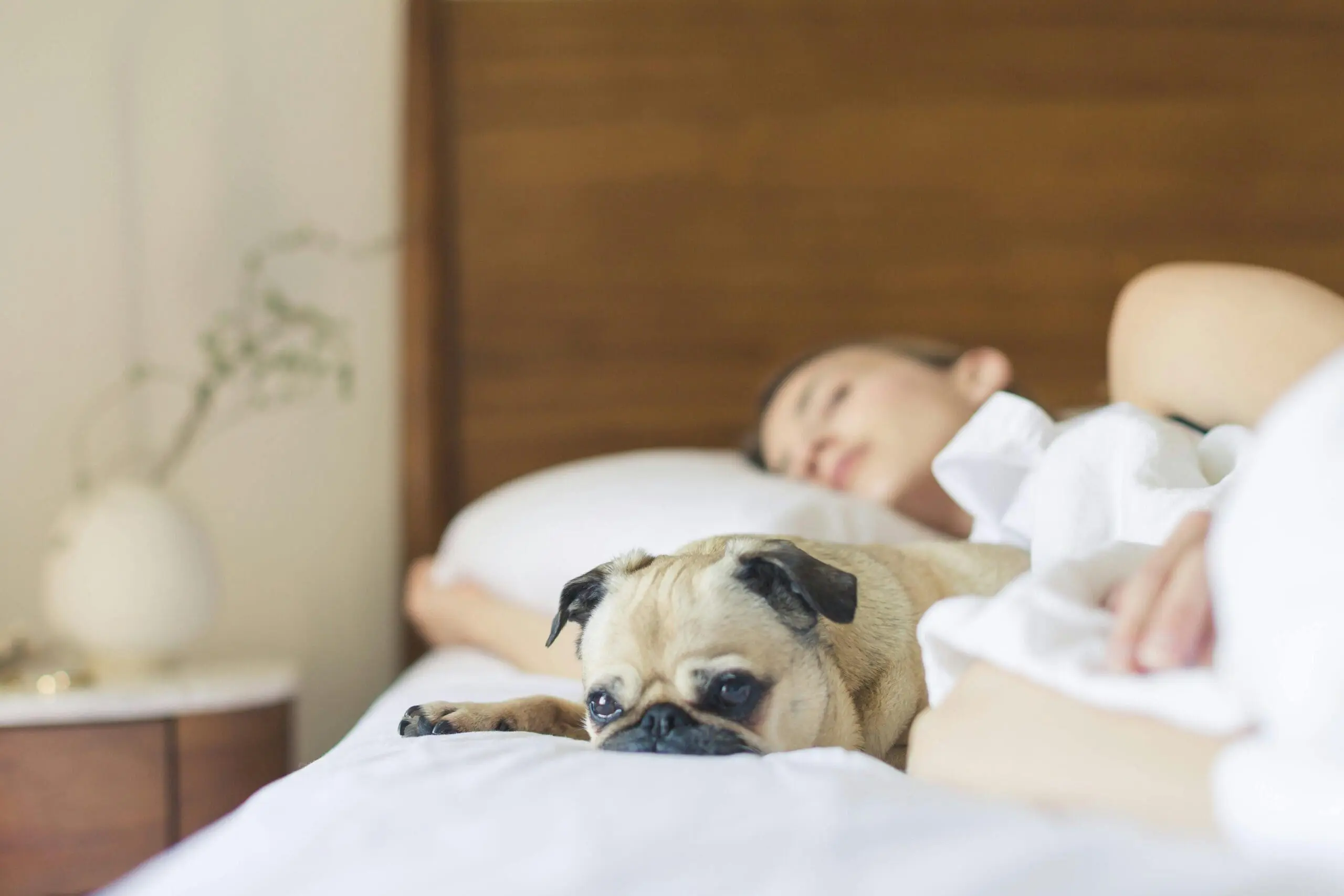 8 Reasons Why Your Dog Sneaks Into Your Bed at Night