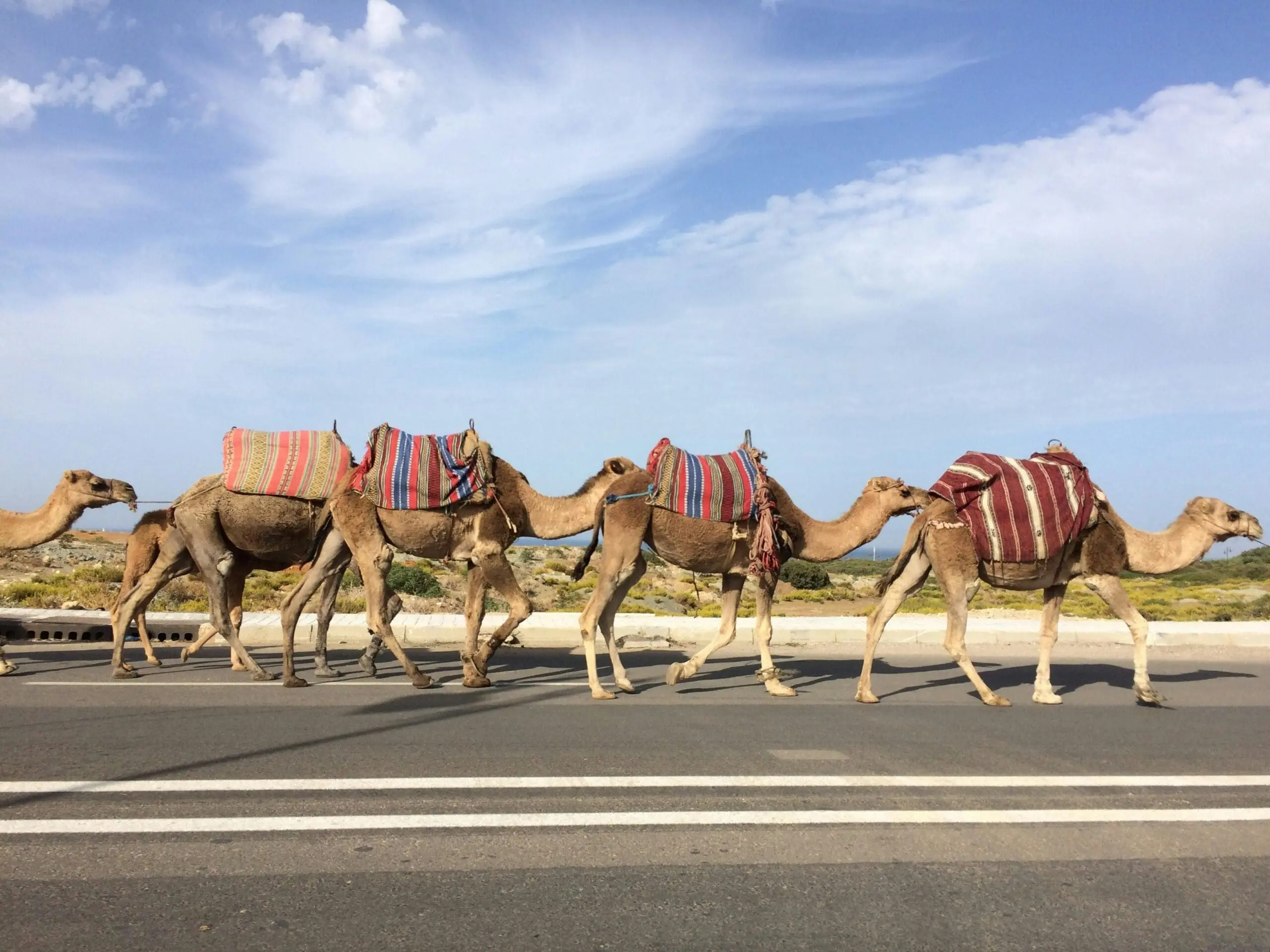 Camels and Men – 4000 years of collaboration