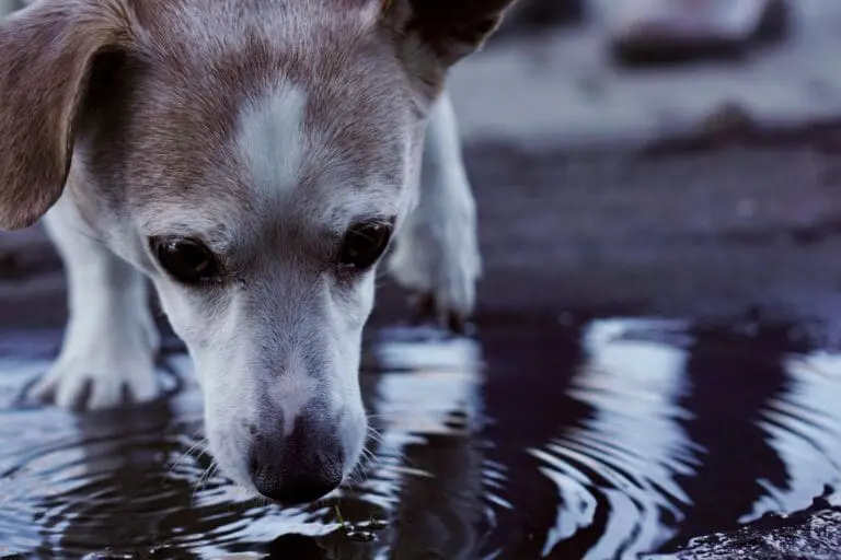 How Dogs Drink Water: The Science Behind This Unique Process
