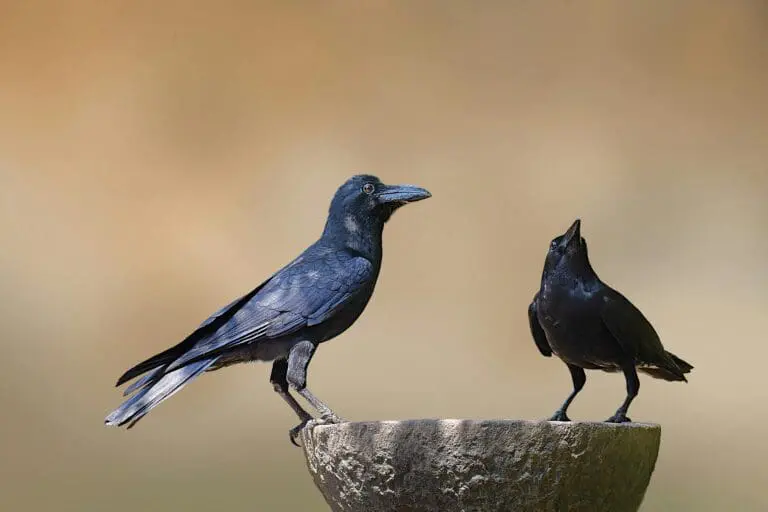 New crow discovery amazes the world