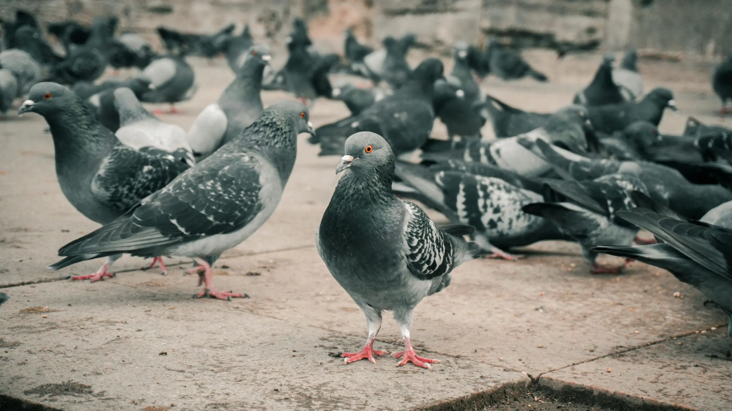 Pigeons