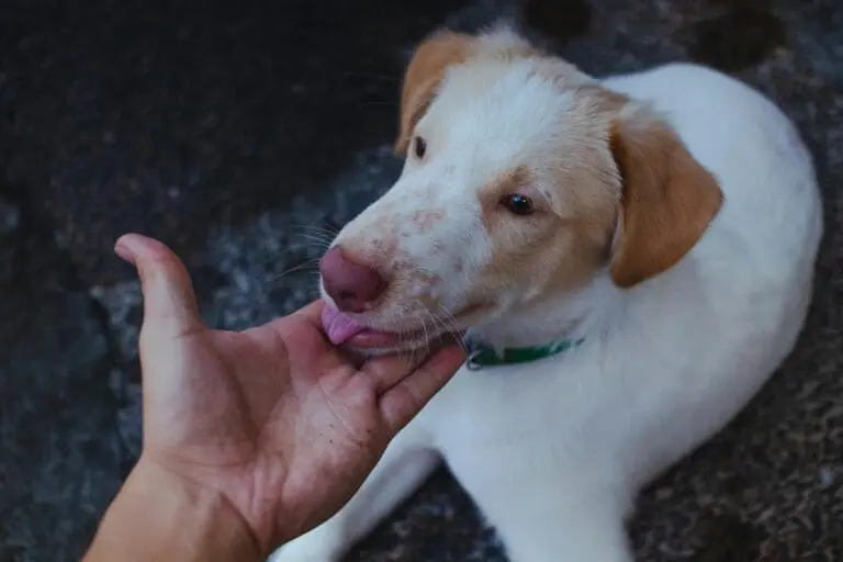 Why Your Dog Licks You When You Pet It