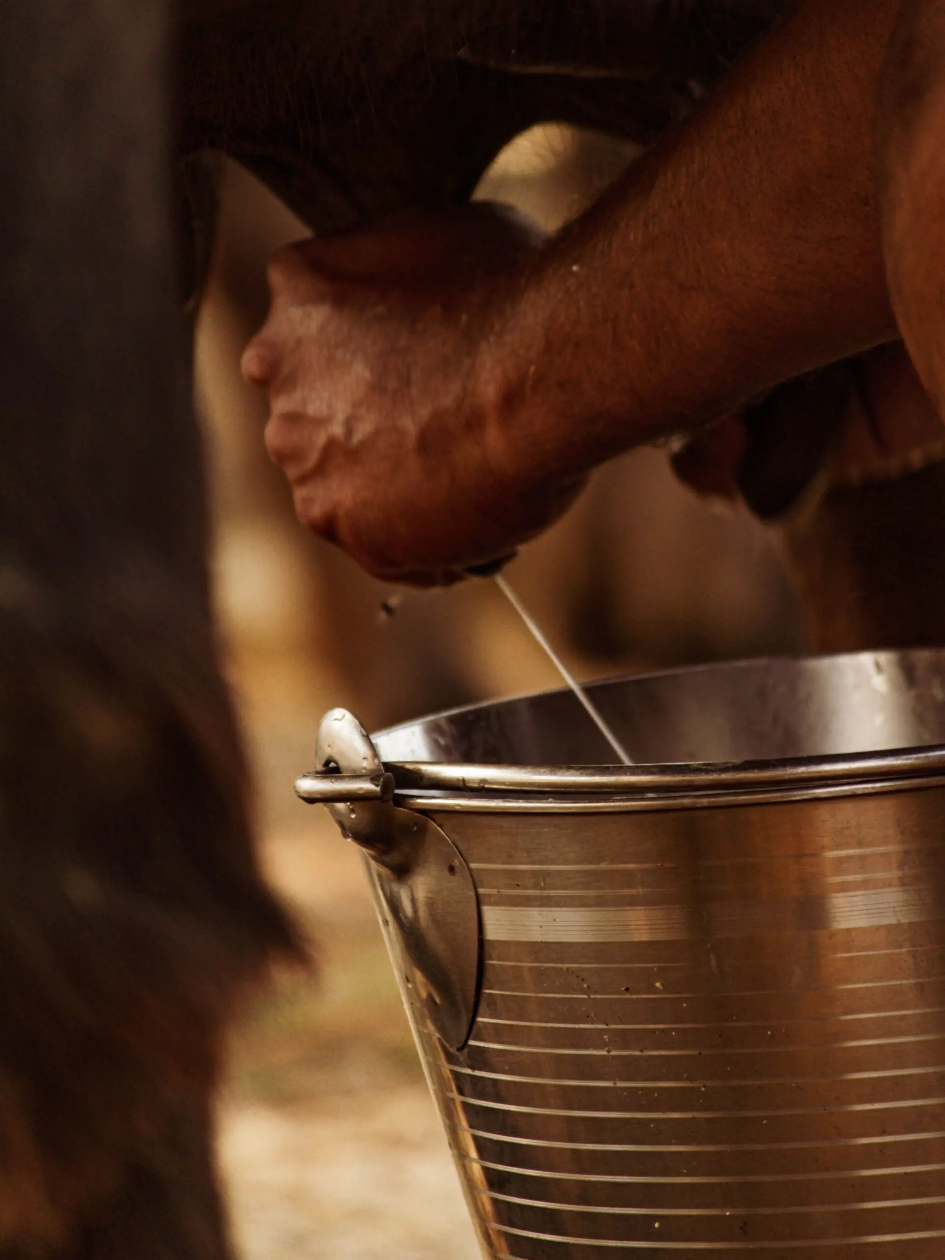 Camel milk – the white gold of the desert