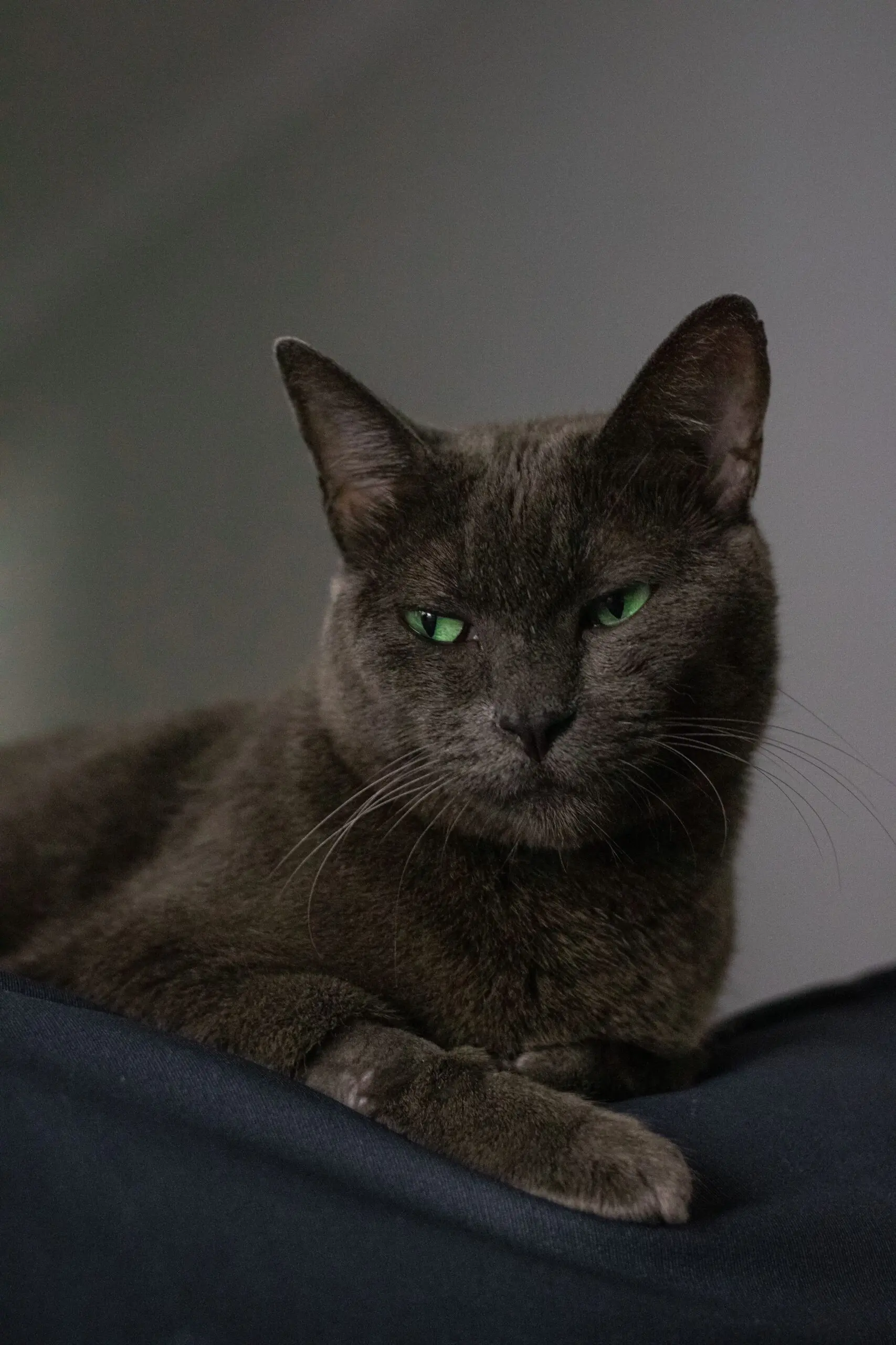 Feline Intuition: Can Cats Tell the Difference Between Good and Bad People?