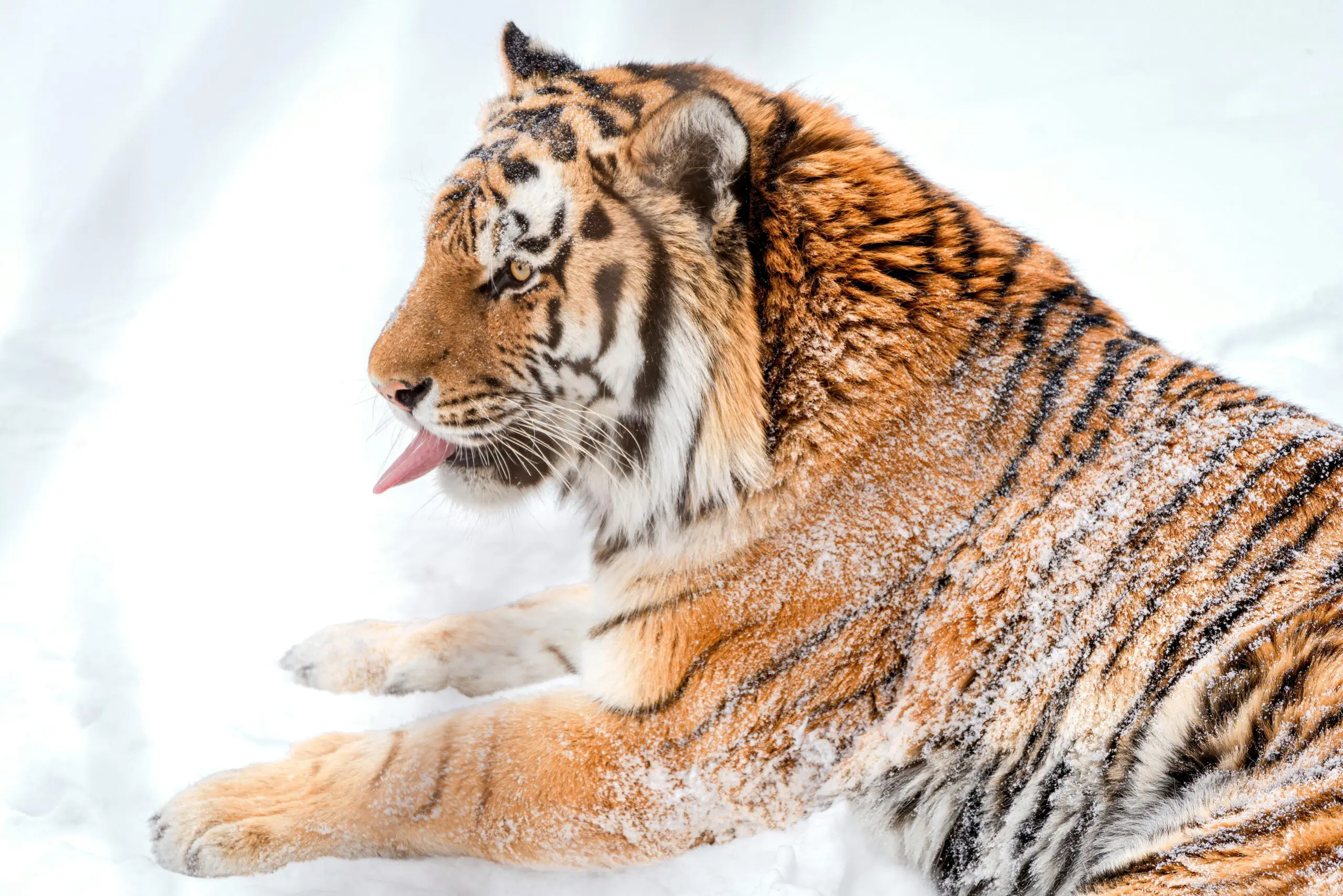Putin gift to Kazakhstan – four tigers