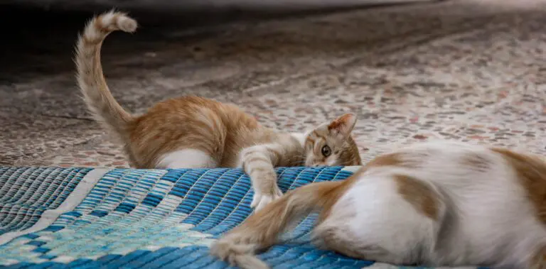 Why do cats rub their faces in corners?