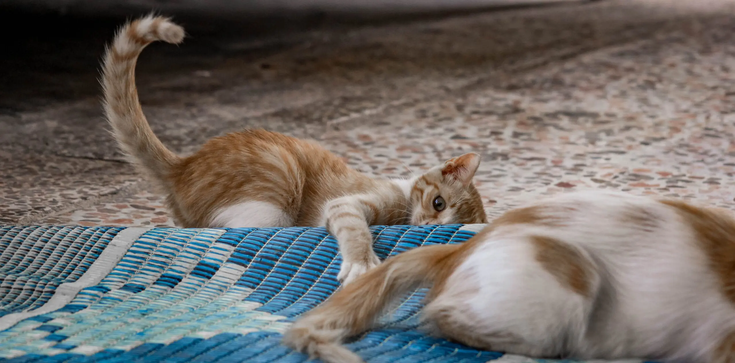 Why do cats rub their faces in corners?