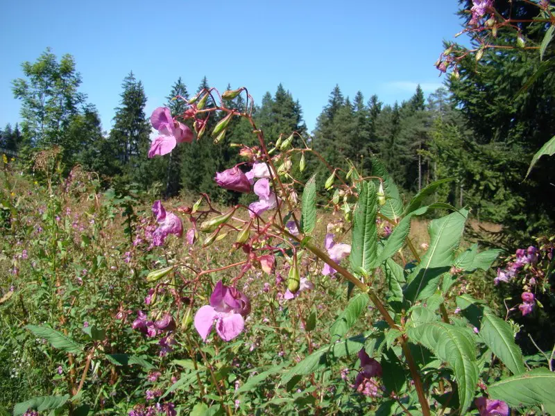 EU makes progress against invasive alien species, but spread continues | Press releases