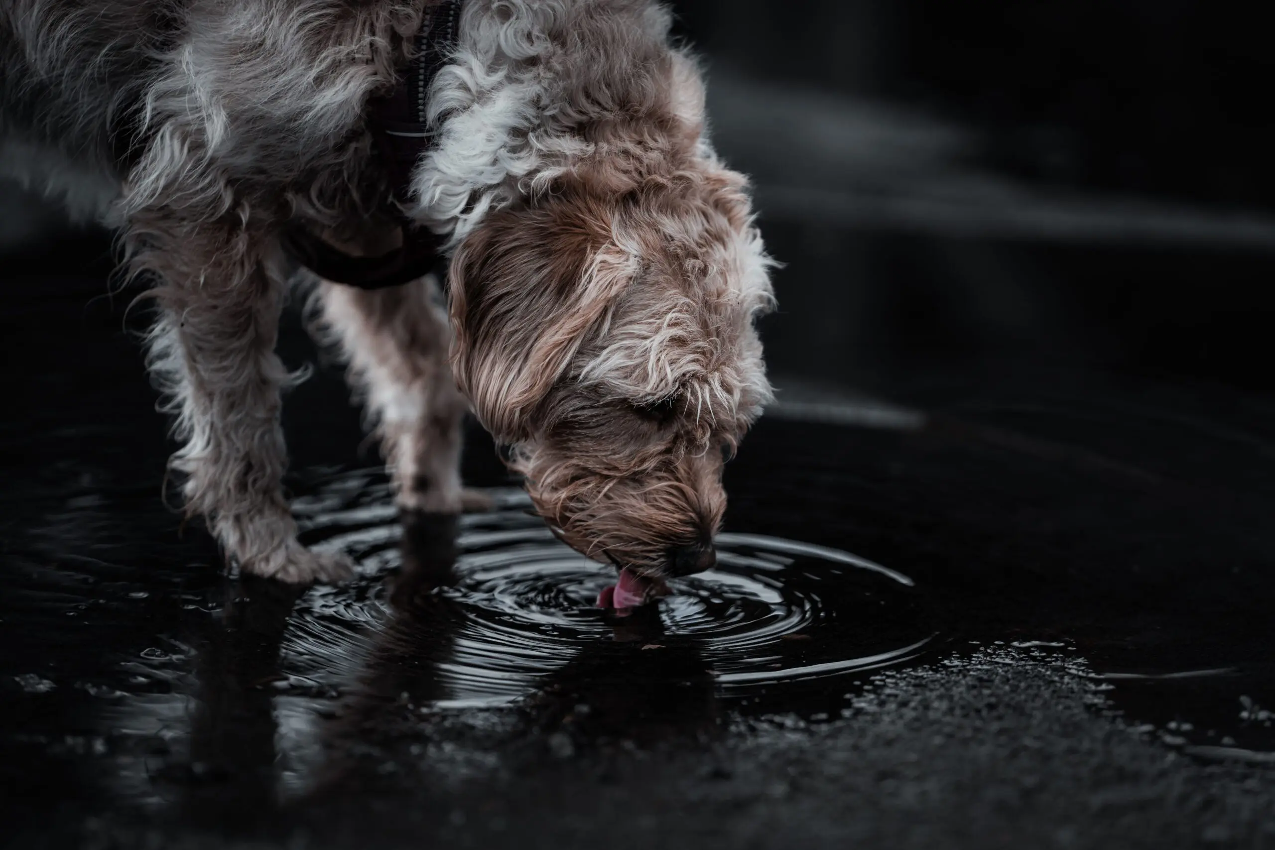 10 Signs That Your Dog Is Healthy