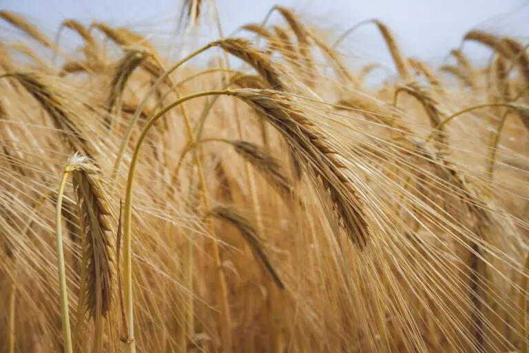 EU increases exports of soft wheat and barley, reduces imports of corn