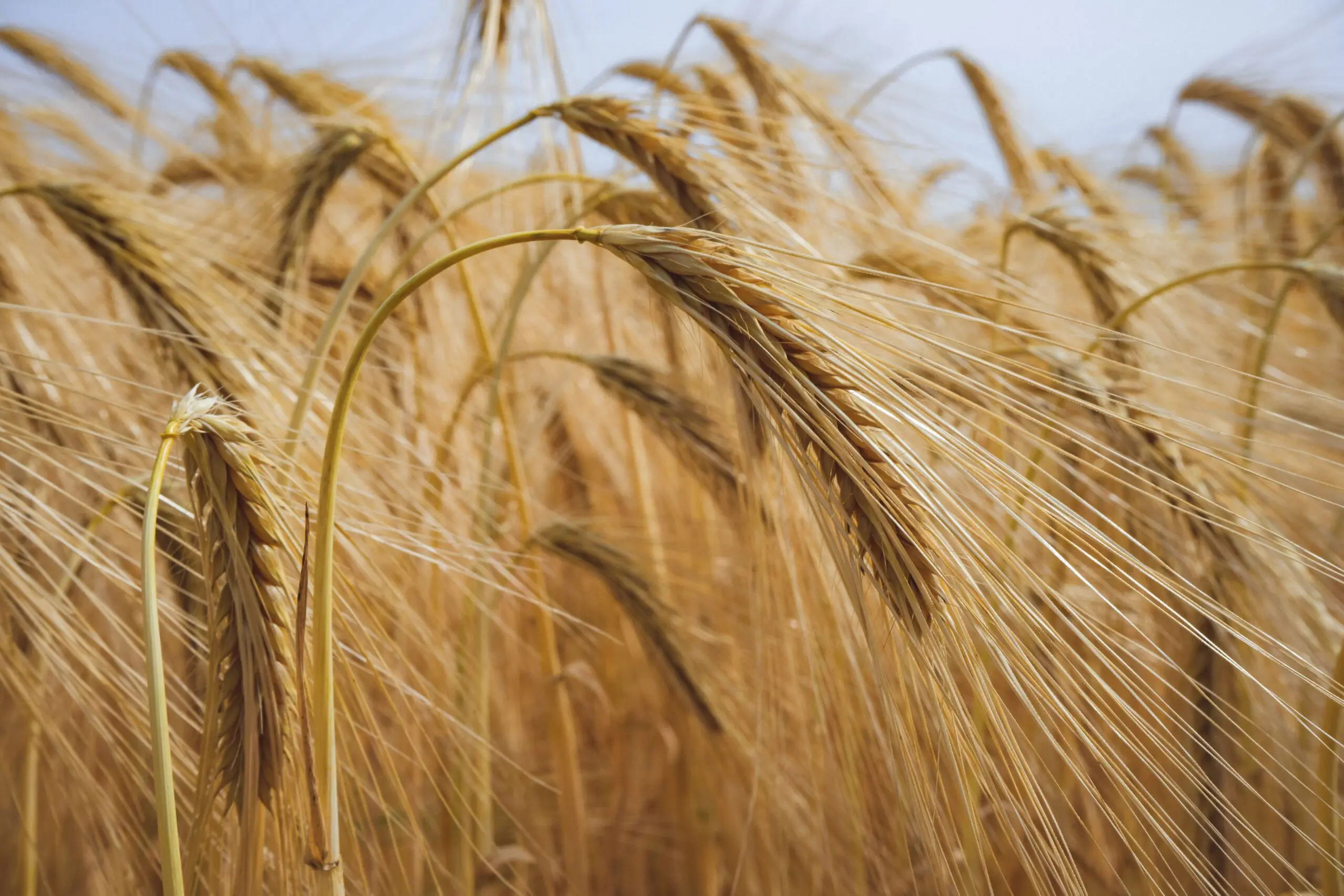 EU increases exports of soft wheat and barley, reduces imports of corn