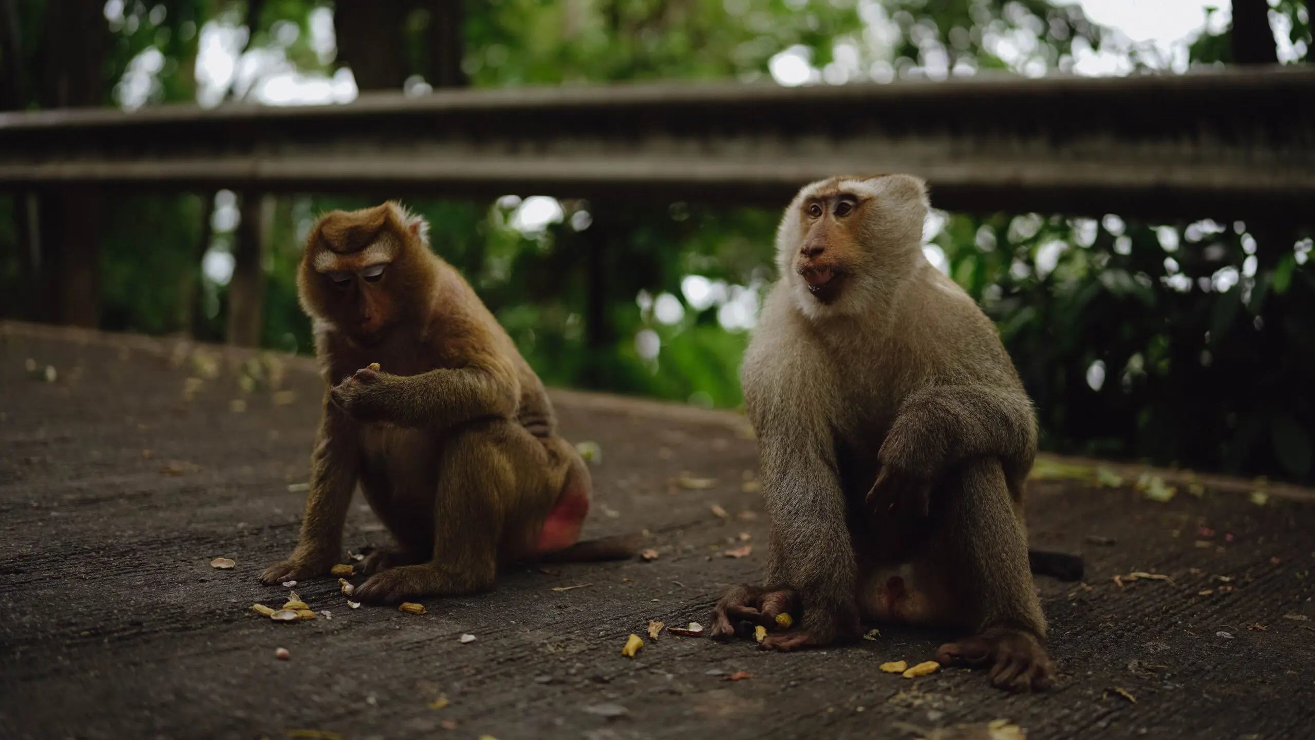Monkey killed actress Ece İrtem