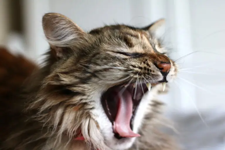 Why is yawning contagious? The answer lies in the brain