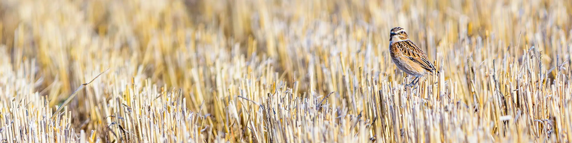 Satellites help chart a future for Europe’s disappearing farmland birds