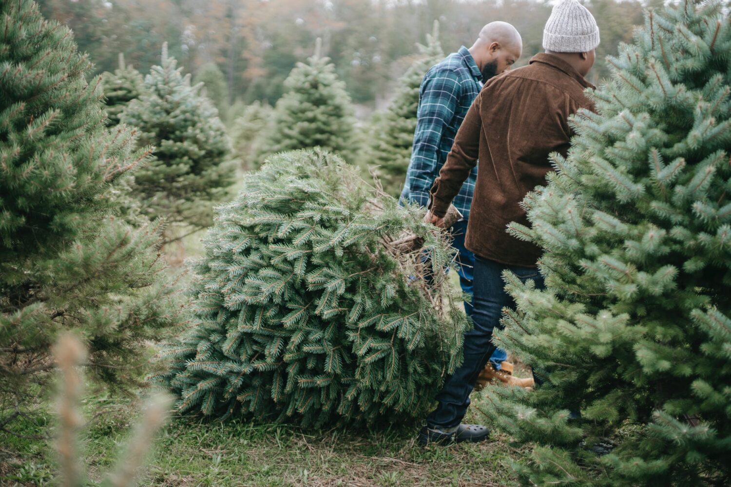 black father and son carrying lush evergreen tree for christmas