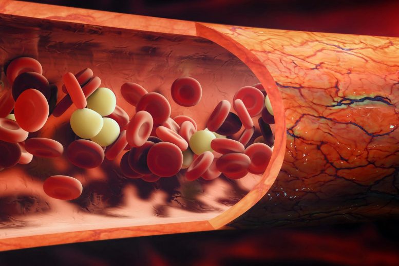 Veine de cellules sanguines