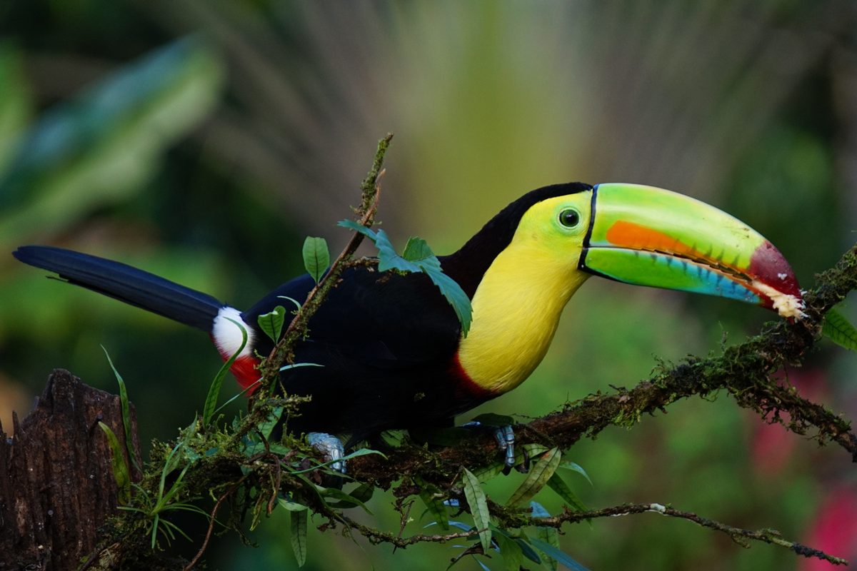 tucan During European Development Days, UNODC and partners call for repositioning in urgent battle against wildlife crime