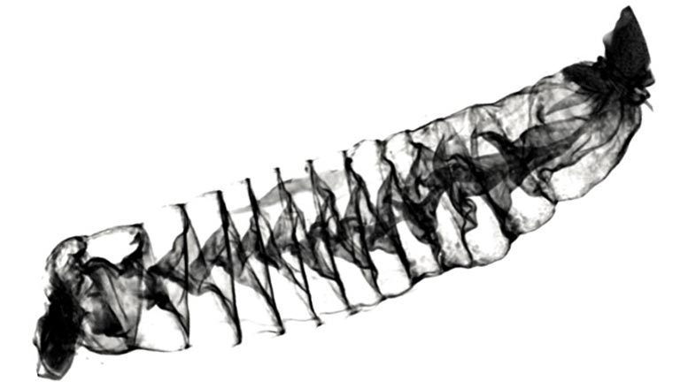 Stille Oseaan Spiny Dogfish Spiraal Ingewande
