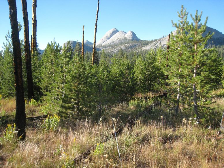 Sierra Lodgepole Pine 20 jaar na veldbrand