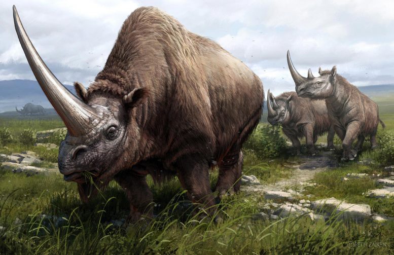 Три вымерших вида носорогов