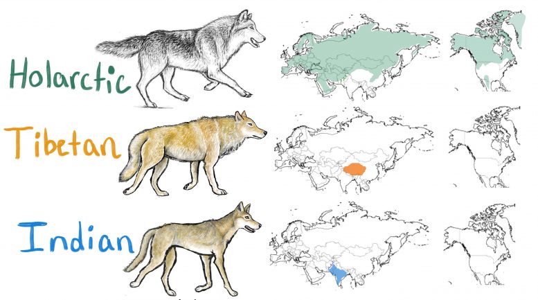 Gammes de loups holarctiques, tibétains et indiens