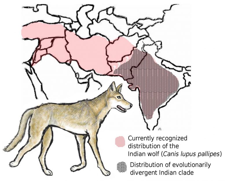 Indian Wolf Map
