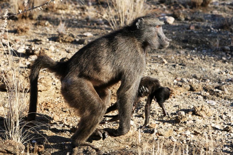 Mère primate avec enfant mort