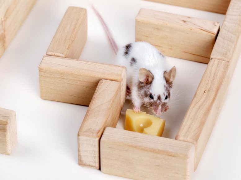 Laberinto de queso de ratón