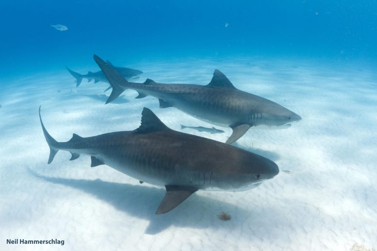 Requins tigres (Galeocerdo cuvier)